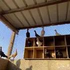 فحول ذكور دنش