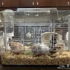 Syrian hamster