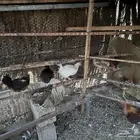 دجاج بياض بلدي