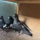 حمام بكستاني