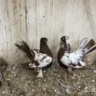 ازواج حمام بانتاجهم للبيع