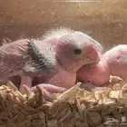 فرخين كايك وايت بيلي عمر 4 أسابيع فرصة ما تتكرر من انتاجي