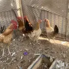 دجاج بياض وديكة