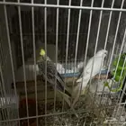 سلام عليكم جواز كروان