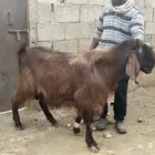 تيس فحل ارتفاع ناهي
