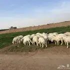 رخال جذعات دفيع