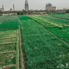 احتاج مزرعه للإيجار