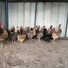 دجاج بلدي