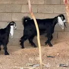 جفار عوارض صنف تم البيع