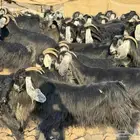 معزا عوارض صنف