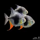 سمك زينه Black berry silver doller