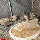 سمان للبيع العمر عشرين يوم