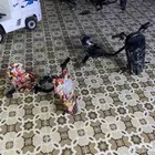 سكوترات درفت وشاحنة مرسيدس