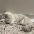 قطو ذكر هملايا مهجن