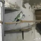 جوز كويكر متكلم