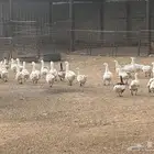 وز بلدي بياض للبيع