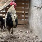 ديكه و دجاج بلدي