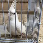 كروان عيون حمر