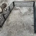 للبيع شد صندوق غماره
