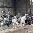 للبيع دجاج باكستاني سندي جمله