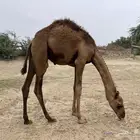 قعود لباني ساحلي
