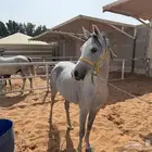 العفجه بواديك للخيل المكان خاص فرصه