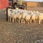 رخال نظيفة مراح واحد العدد 30