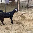 جفره بلدي شرط