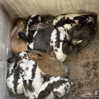 ارانب للبيع