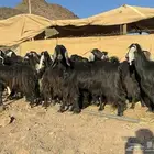 معزا عوارض