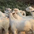 ماعز جروم