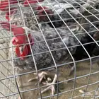دجاج وديكه للبيع