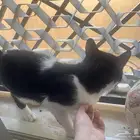 قطه