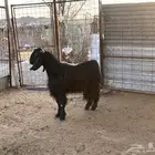 تيس فحل