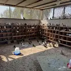 حمام قطايف خرش