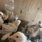 للبيع صوص براهما كولومبي