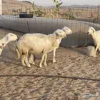 ضان حريه