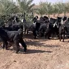 مراح جذعات عوارض للبيع