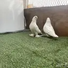 حمامه لونق فيس منتج