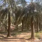 مطلوب مزرعة بعنيزة للايجار