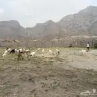 غنم مقاني
