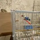 زوج فيشر منتج