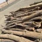 عيدان أثل للبيع