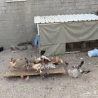 للبيع دجاج بلدي