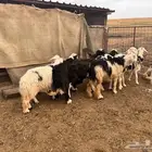 غنم حيل