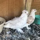 مفتل جاكسن طيور