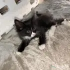 للبيع قطاوه اوبساس عمرهم شهرين تحت الرضاعه .