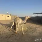 قعدان مناسبات
