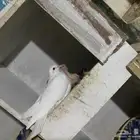 حمام للبيع بصحه ممتازه