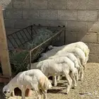 خروفين واربع رخال جذعان مشروطه اكل ونظافه